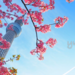 スカイツリー撮影は桜×青空×魚眼で差をつけて