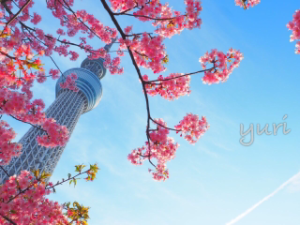 スカイツリー撮影は桜×青空×魚眼で差をつけて