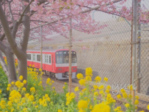 2月に桜と菜の花が撮れる！？ひと足早い春を楽しめる三浦海岸へ