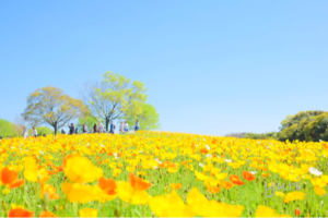 ポピーとネモフィラの共演！？万博記念公園へ