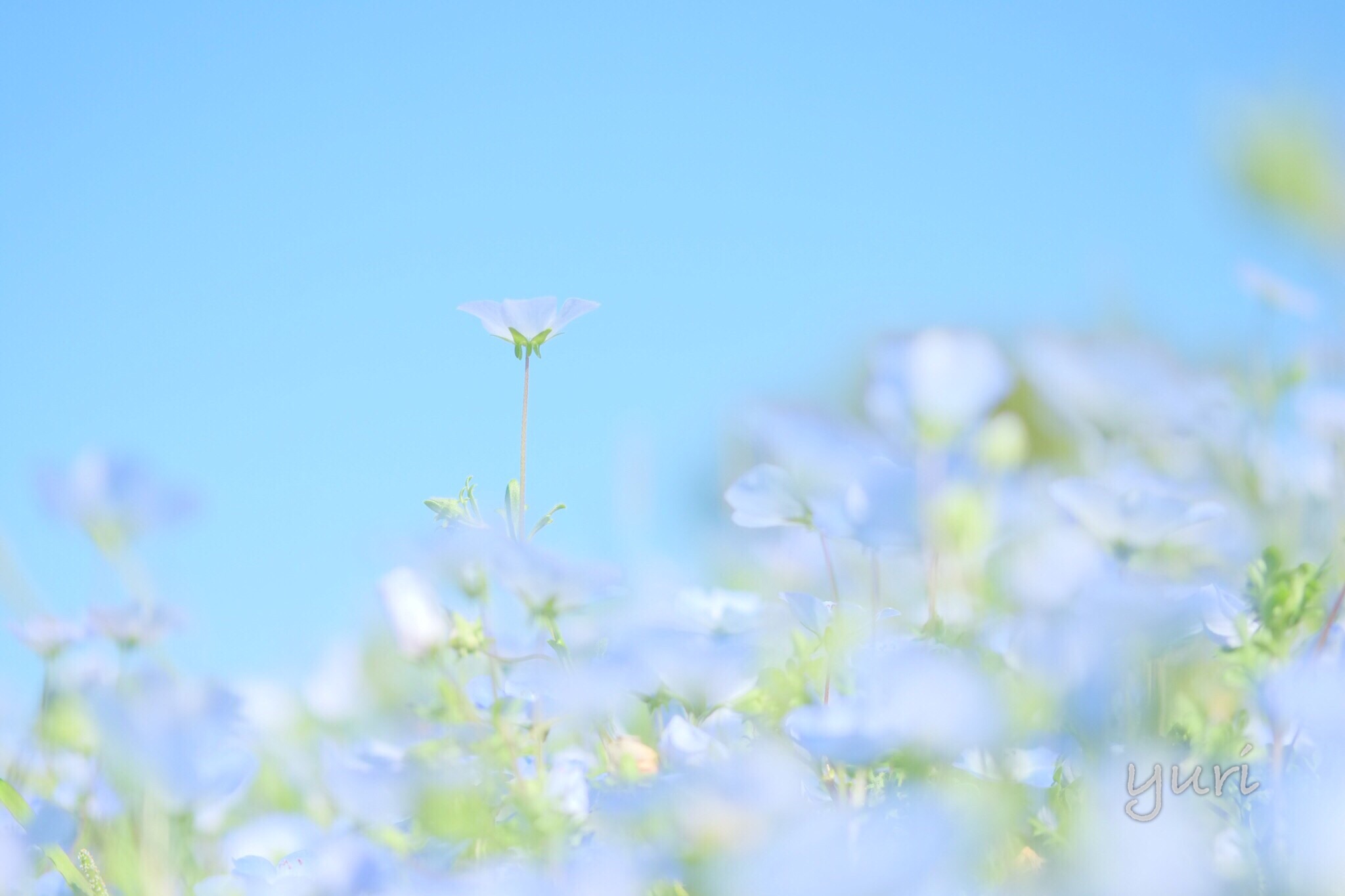 関西一のネモフィラ畑 淡路島 国営明石海峡公園で花まつり