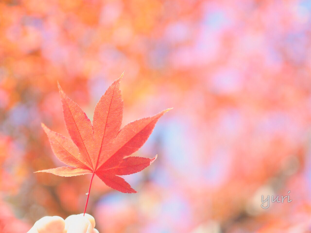 ふんわりかわいい紅葉エアリーフォト撮影のコツ
