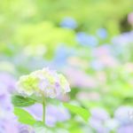 奈良 矢田寺で紫陽花めぐり