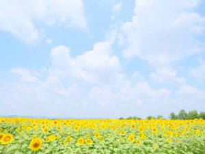 ひまわりの丘公園へバス・タクシーで行く方法