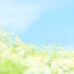 はなまっぷ本２「1年中楽しみたい! 日本の美しい花暦」の表紙写真に選ばれました